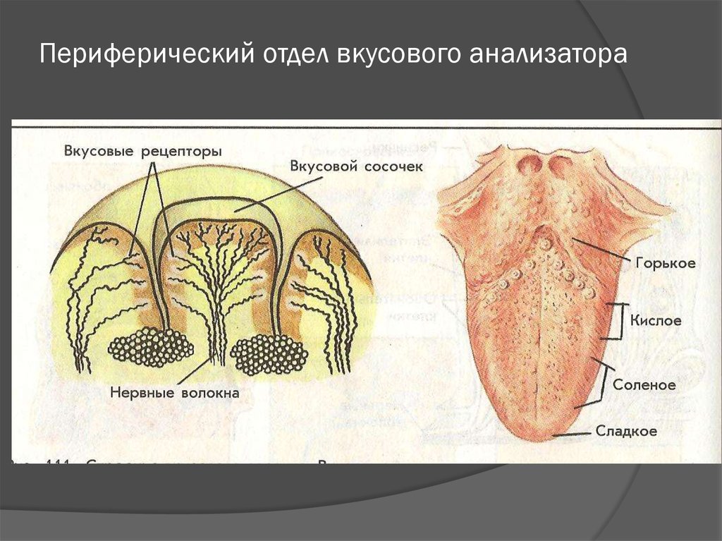 Вкусовой анализатор анатомия схема