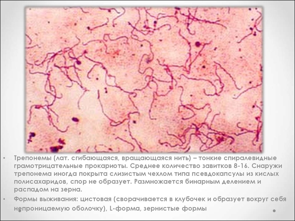 Treponema pallidum отрицательный