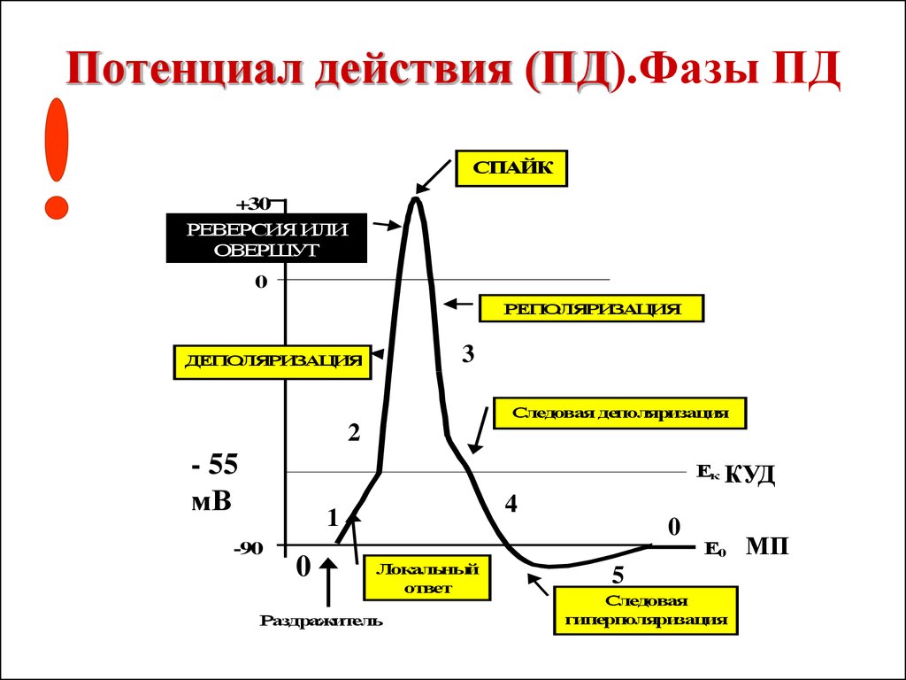 Рисунок потенциал действия