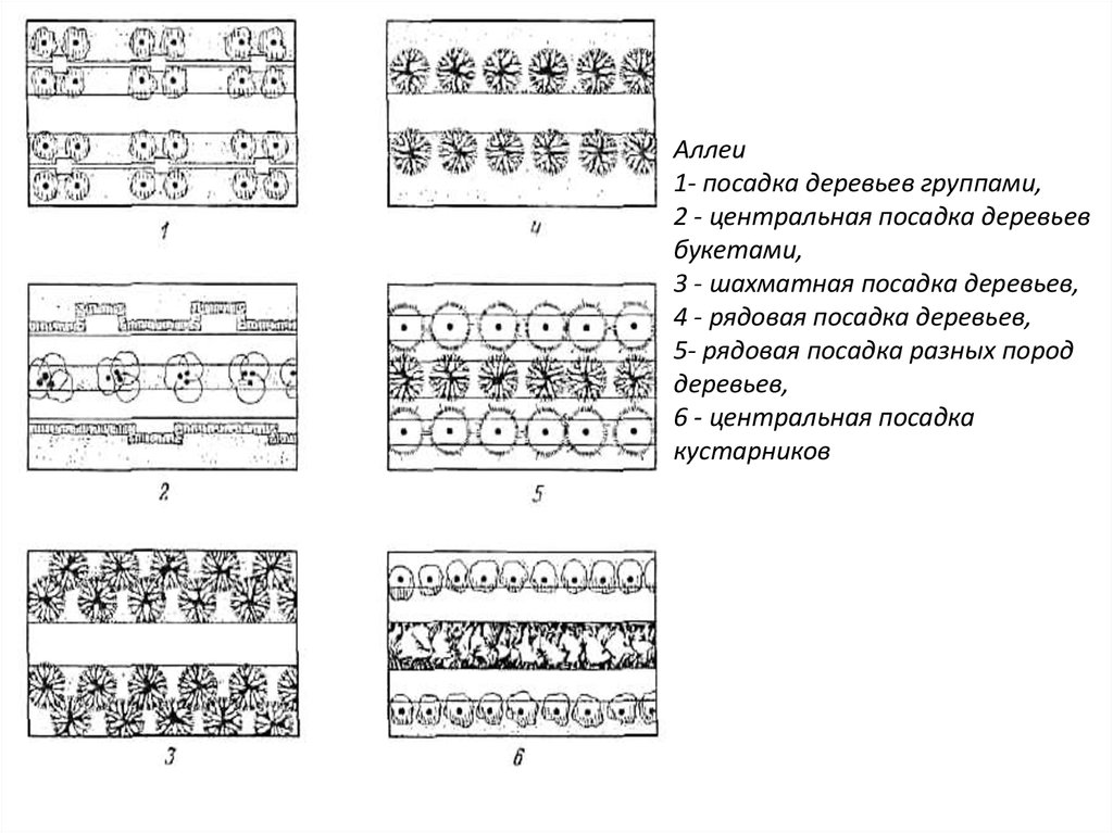 Виды посадок. Рядовая посадка деревьев схема. Аллейная посадка деревьев схема. Схема посадки рядовая посадка. Схема рядовой посадки деревьев и кустарников.