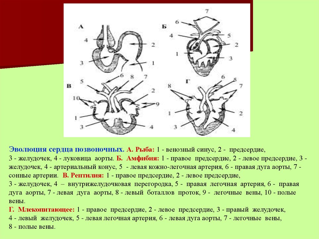 Правая дуга аорты у млекопитающих