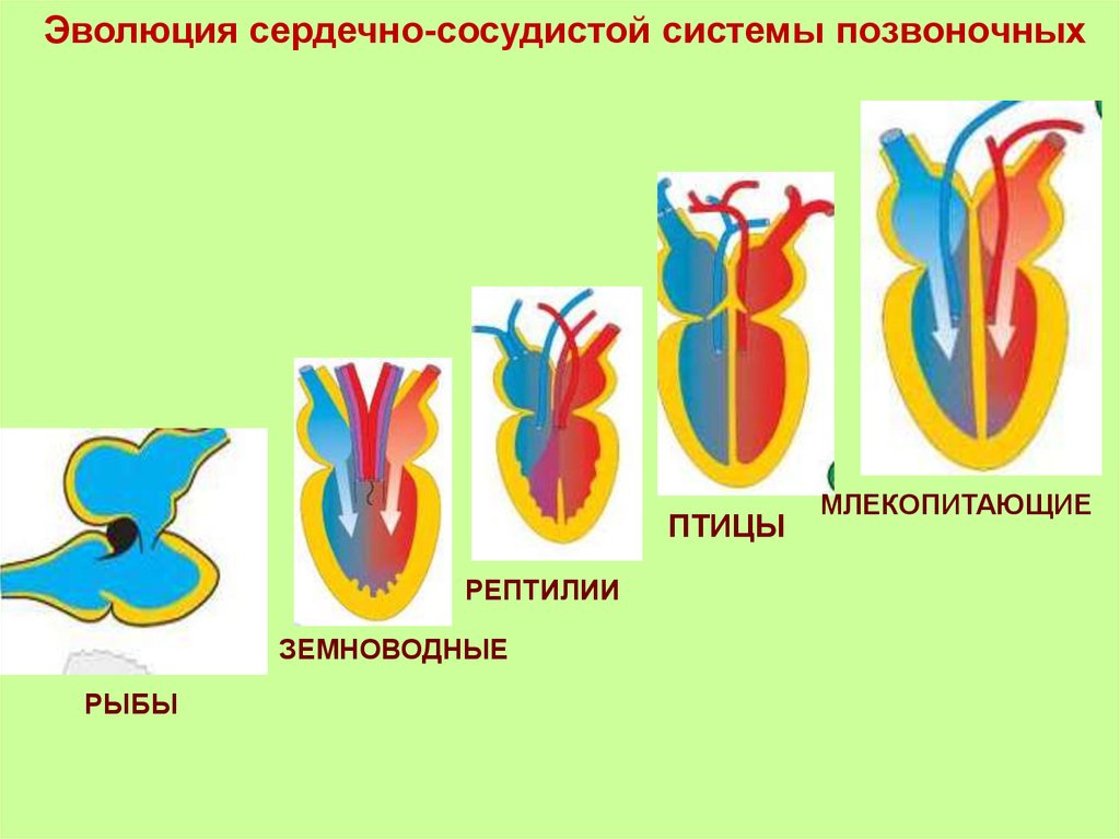 Эволюция сердца у земноводных. Кровеносная система рыб земноводных пресмыкающихся. Эволюция кровеносной системы хордовых животных. Строение сердца земноводных и пресмыкающихся рыб птиц. Схема строения кровеносной системы позвоночных.