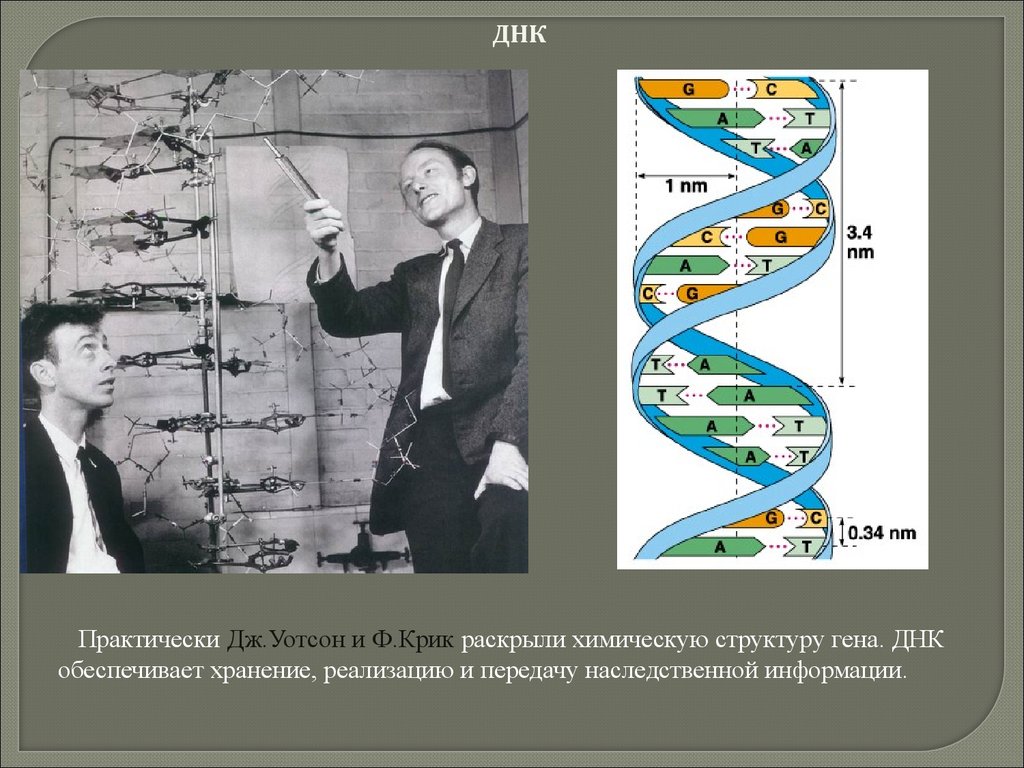 Открытые структуры днк. Модель ДНК Дж. Уотсона и ф. крика.. Строение ДНК модель ДНК Уотсона-крика. Структурная организация молекулы ДНК модель Дж.Уотсона. Структура ДНК 1953.