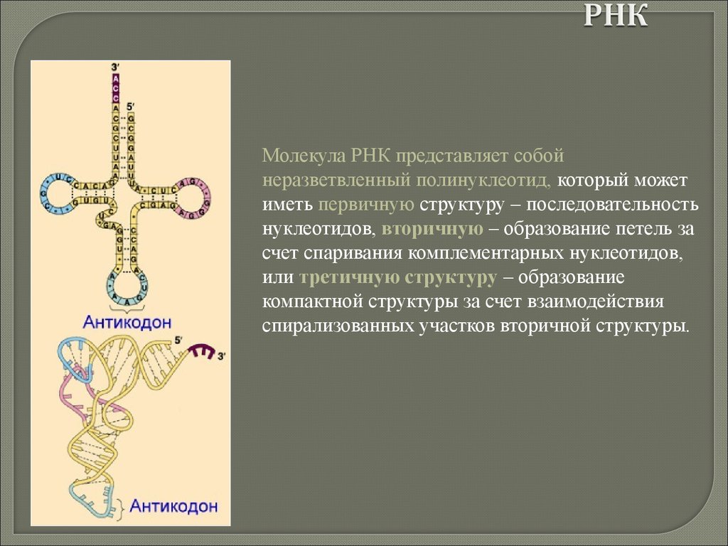 Молекулы рнк имеют структуру. Структура молекулы т РНК. РНК представляет собой. Молекула транспортной РНК. Первичная структура ТРНК.