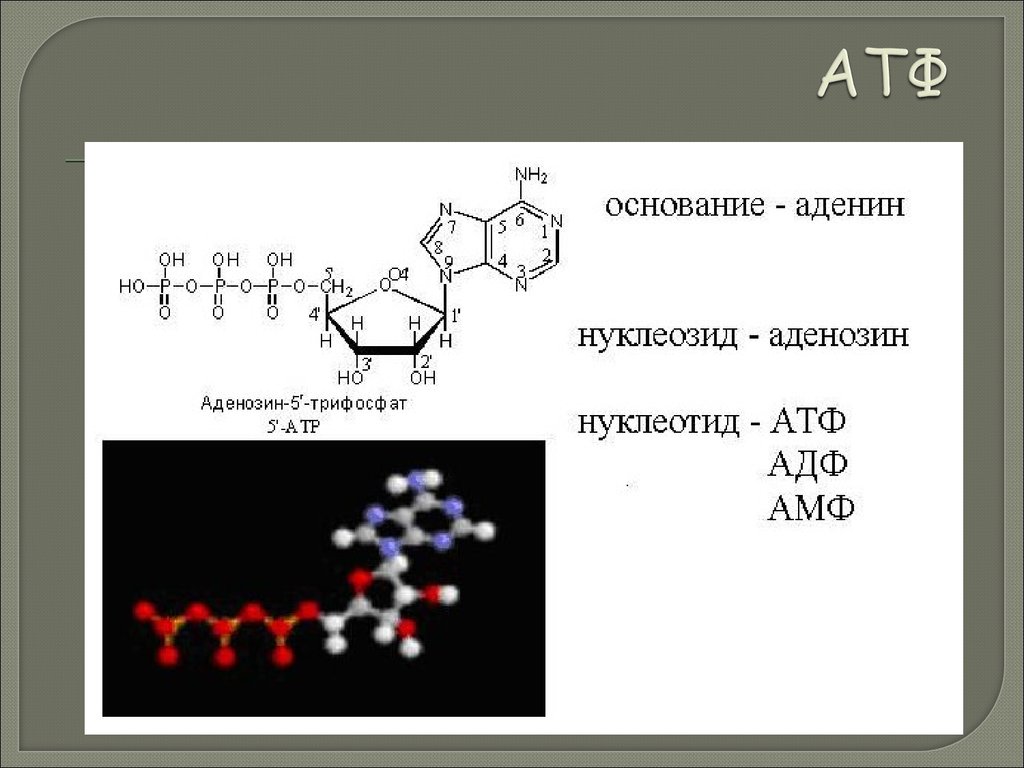 Атф состоит из остатков. Строение молекулы АТФ. Аденин структура. Структура нуклеозидов и нуклеотидов. Строение мономера АТФ.