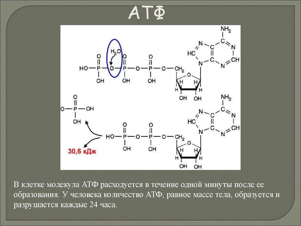 Атф состоит из остатков. В АТФ содержится макроэргических связей. Макроэргические связи в молекуле АТФ. Соединение АТФ. Число макроэргических связей в молекуле АТФ.