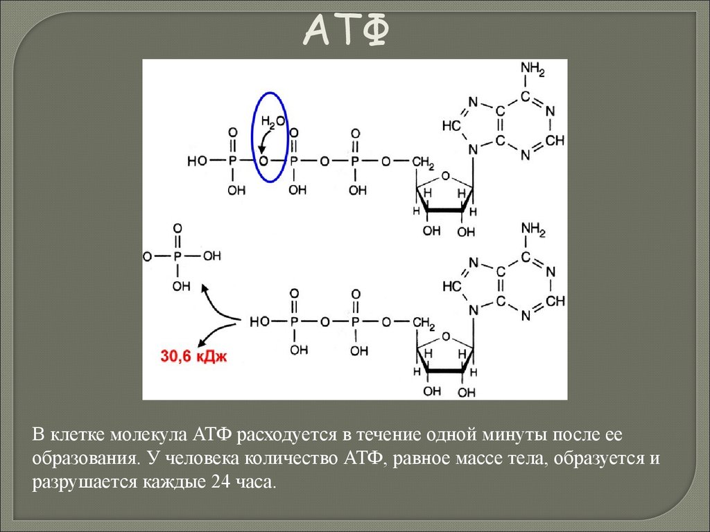 Молекулы атф в клетках. АТФ С макроэргическими связями. 1 Молекула АТФ. Фосфоангидридная связь в молекуле АТФ. АТФ нестабильная молекула.