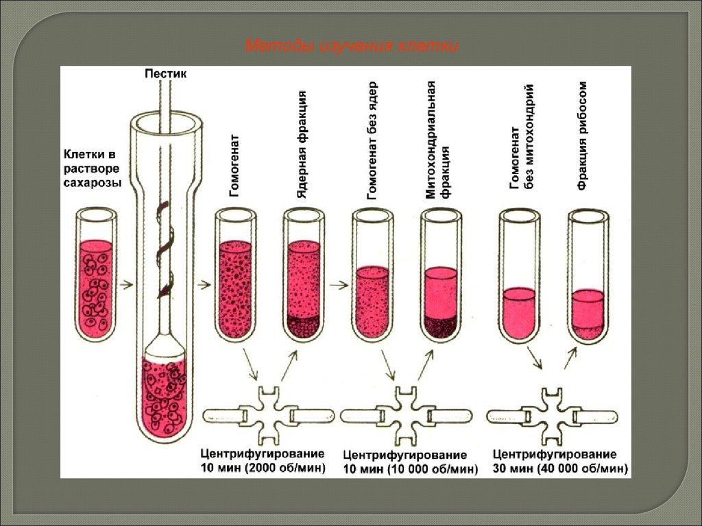 Исследование клетки. Метод исследования клетки центрифугирование. Центрифугирование метод изучения клетки. Метод центрифугирования органоидов клетки. Схема метод центрифугирование.