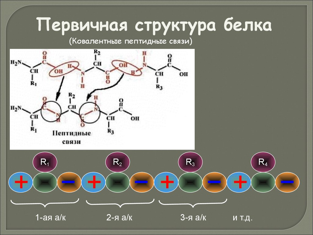 Какие связи есть в белке первичная