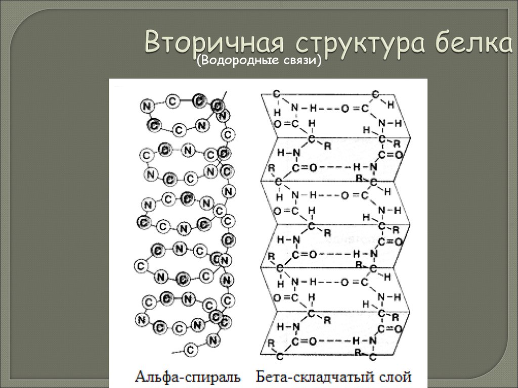 Слои белка. Вторичная структура белка складчатый слой. Бета спираль вторичной структуры белка. Альфа спираль вторичной структуры белка. Альфа спираль вторичной структуры и бета структура.