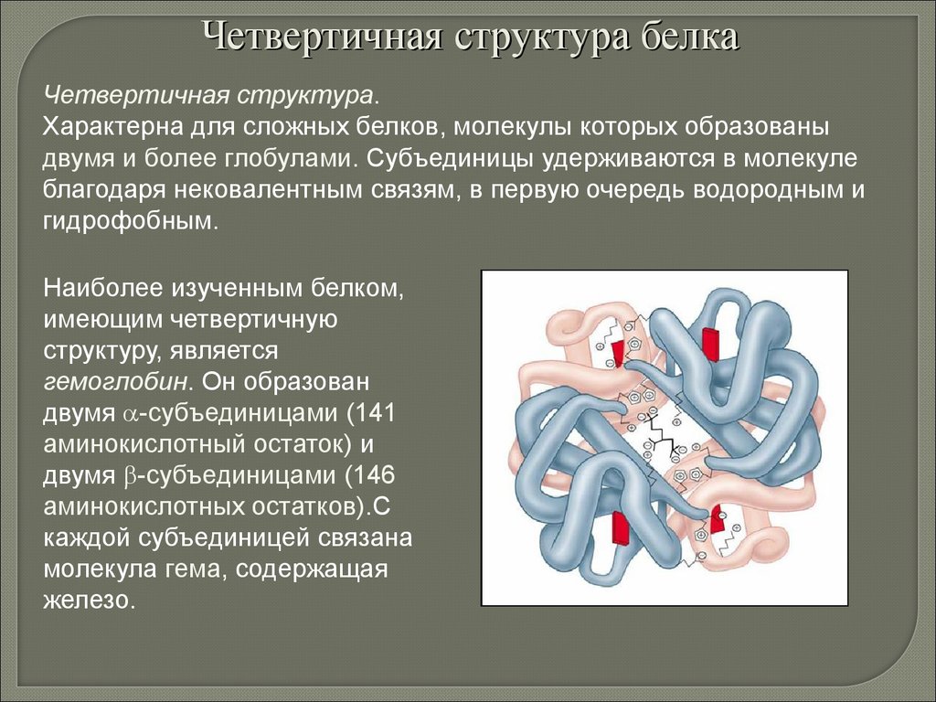 Четвертичная структура молекулы белка. Четвертичная структура белковой молекулы. Четвертичная структура гемоглобина. Четвертичная структура характерна для.