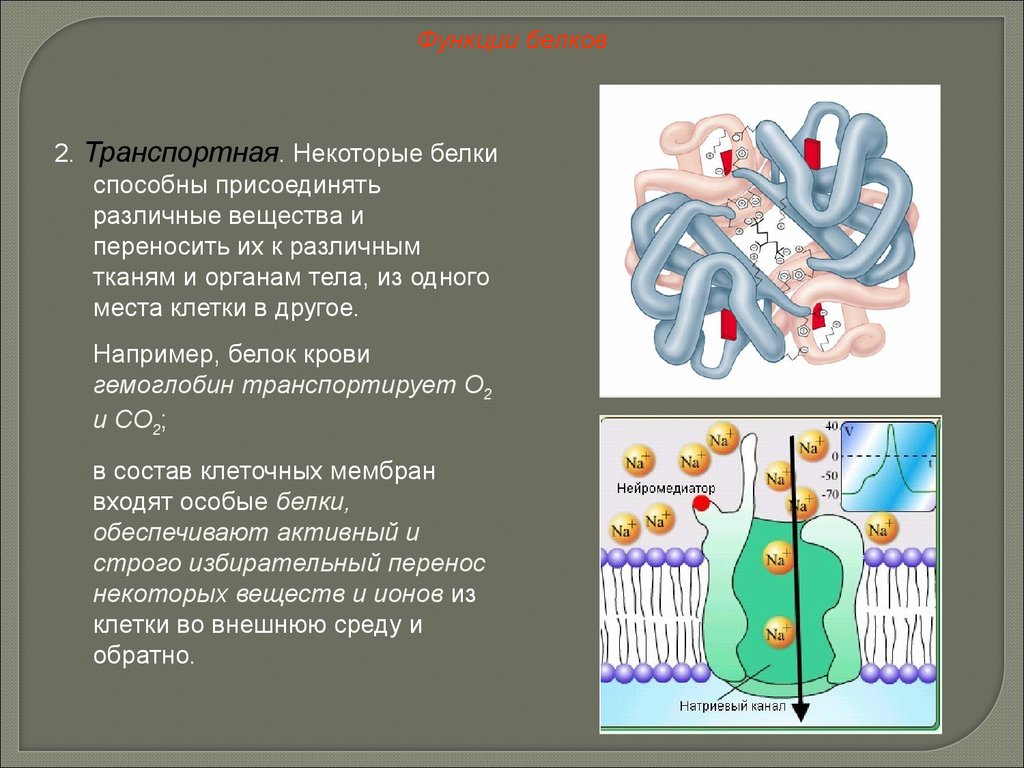 Белки выполняют клетки функции. Химия клетки. Клеточные теории белки. Как могут проникать в клетку различные вещества. Каталитическая функция мембраны.