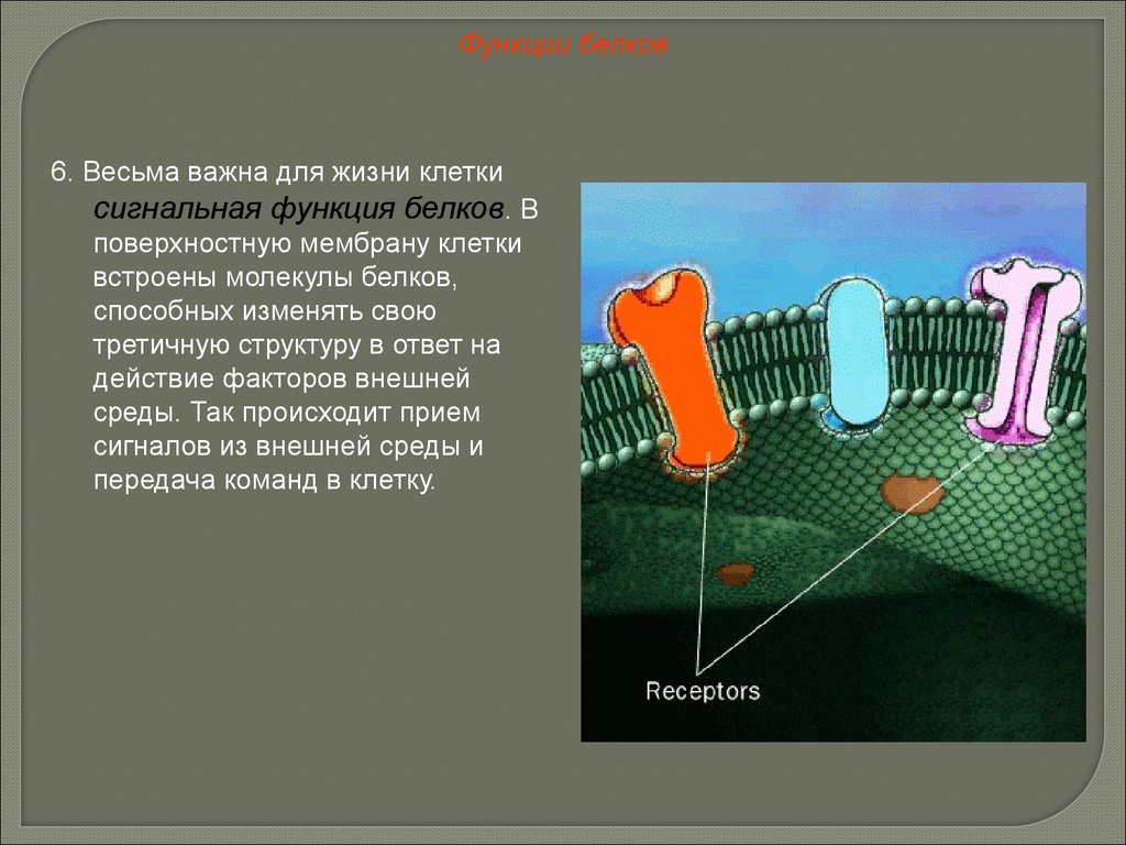 Клеточная функция белков. Сигнальная функция белков мембраны клетки. Поверхностный белок функции в мембране клетки. Сигнальная функция клеточной мембраны. Сигнальная функция белков.