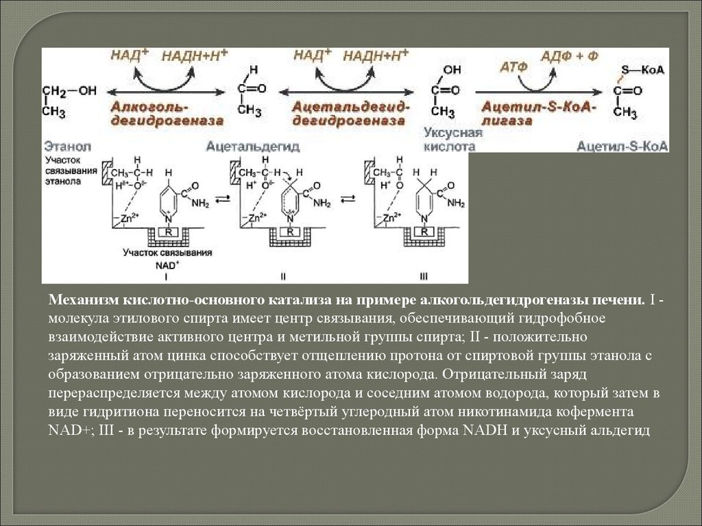 Ферменты активные в кислой среде. Механизм кислотно-основного катализа. Активный центр алкогольдегидрогеназы. Кислотно-основный катализ механизм. Кислотно основный катализ алкогольдегидрогеназы.