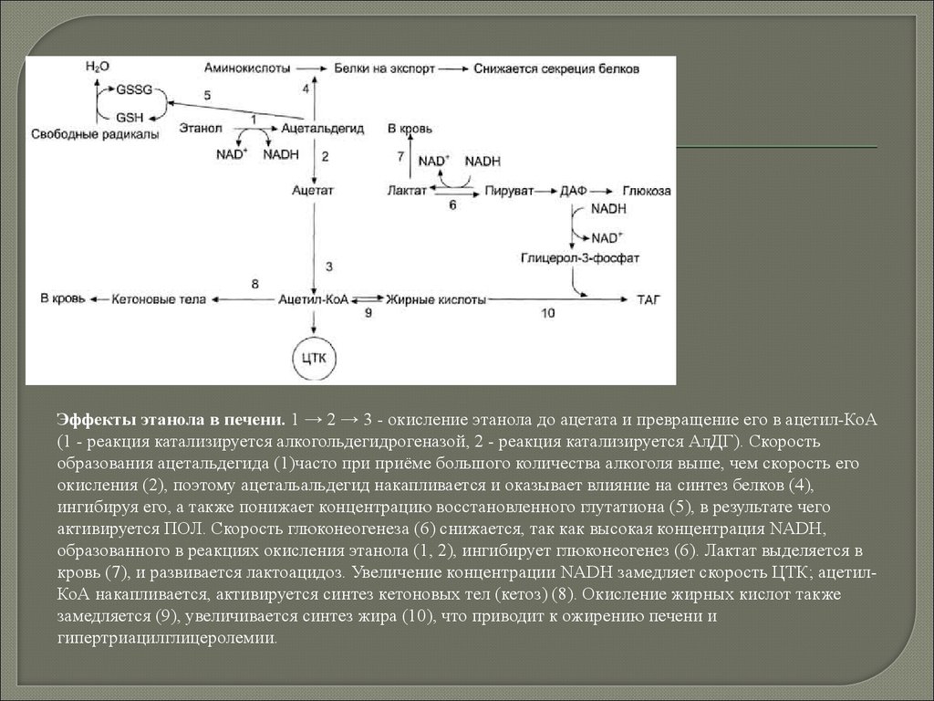 Лактат ацетат. Реакция окисления этанола до ацетил КОА. Эффекты этанола в печени. Схему превращения этанола в ацетил-КОА В печени.. Окисление этанола в печени.