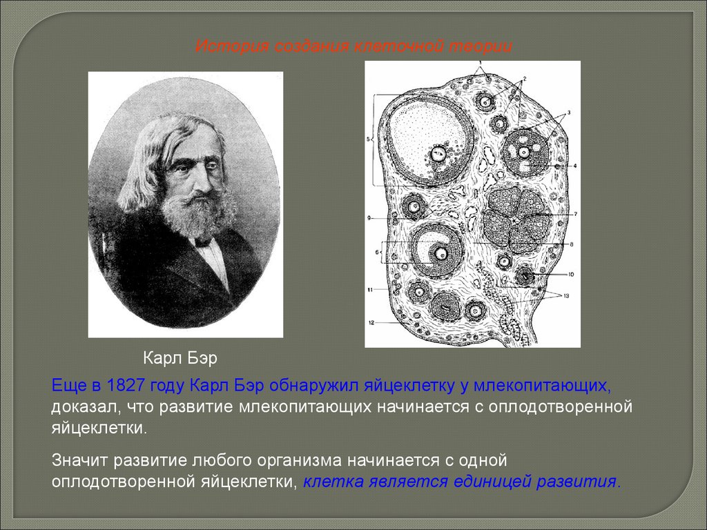 Клеточная теория наука