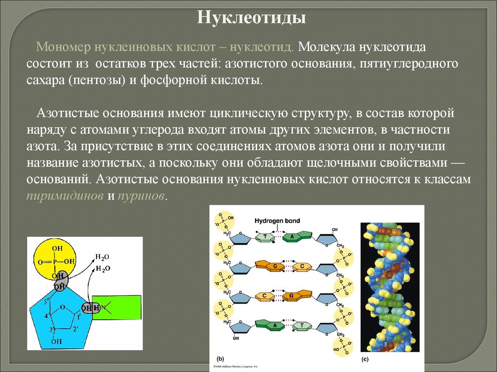 Нуклеотиды мономеры нуклеиновых кислот. Двухклеточная теория синтеза эстрогенов. Двухклеточная теория синтеза эстрогенов основана на. 2 Клетки 2 гормона теория.