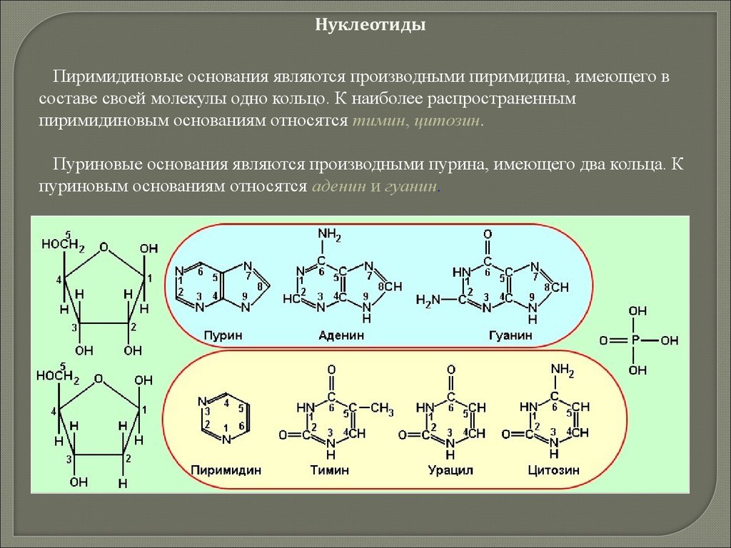 Пуриновыми нуклеотидами являются. Тимин это пиримидиновые основания. Пуриновые и пиримидиновые нуклеотиды. Пуриновые и пиримидиновые основания формулы. Строение пиримидиновых нуклеотидов.