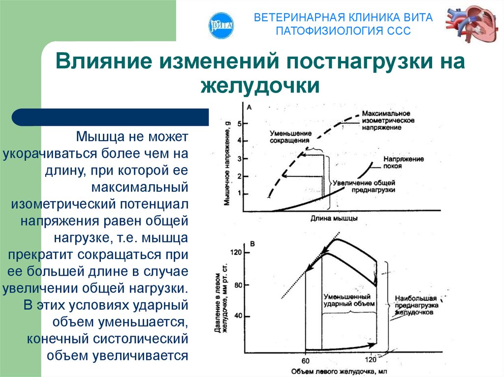 Влияние изменений. Ударный объем левого желудочка. Ударный объем желудочка. Снижение ударного объема левого желудочка. Ударный объем левого желудочка снижен.