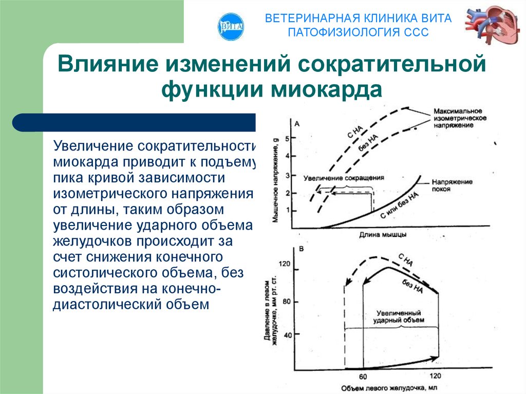 Диаграмма давления и объема крови для желудочков сердца