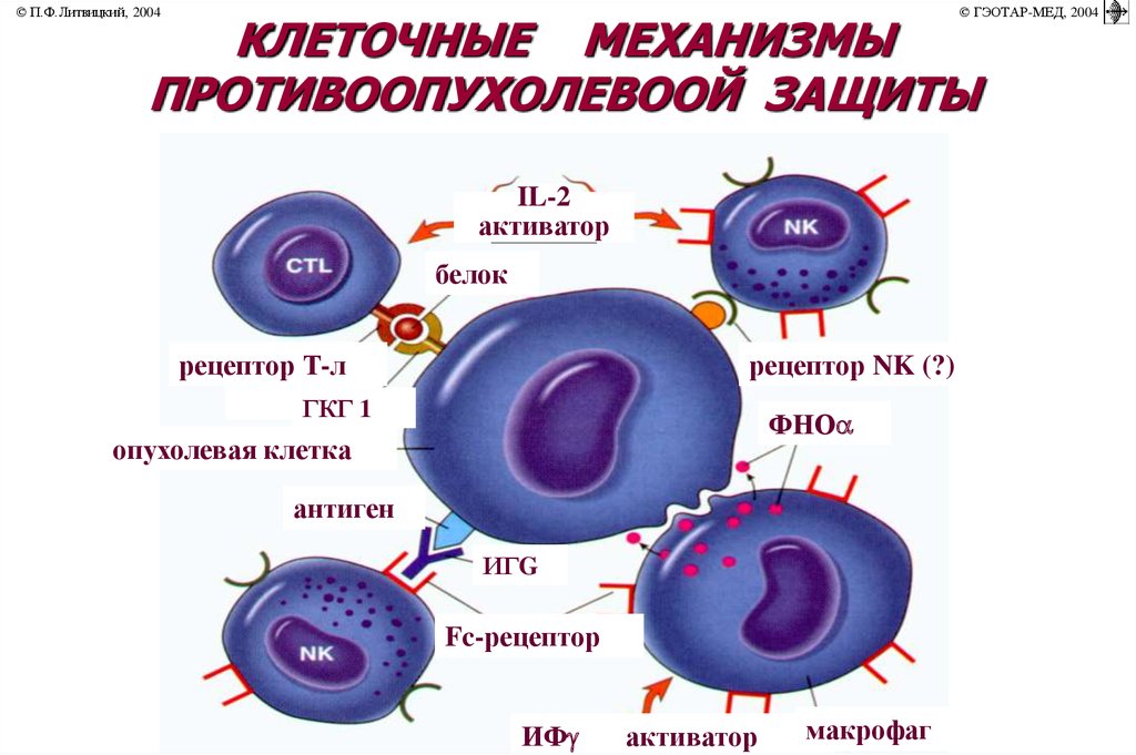 Резистентность клетки. Антигены клеток. Клеточные механизмы защиты. Клетки противоопухолевого иммунитета. Клеточные иммунные механизмы противоопухолевой защиты..