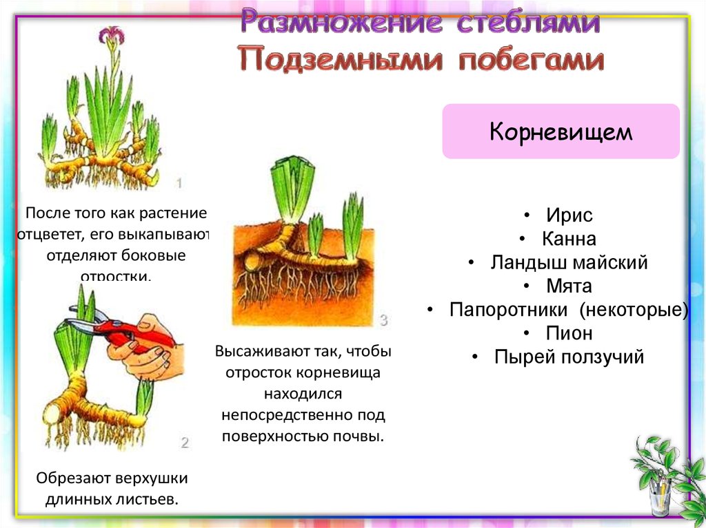 Размножение комнатных растений презентация