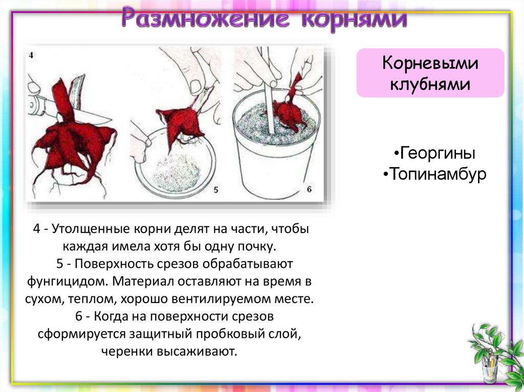 Проект по биологии 6 класс вегетативное размножение герани