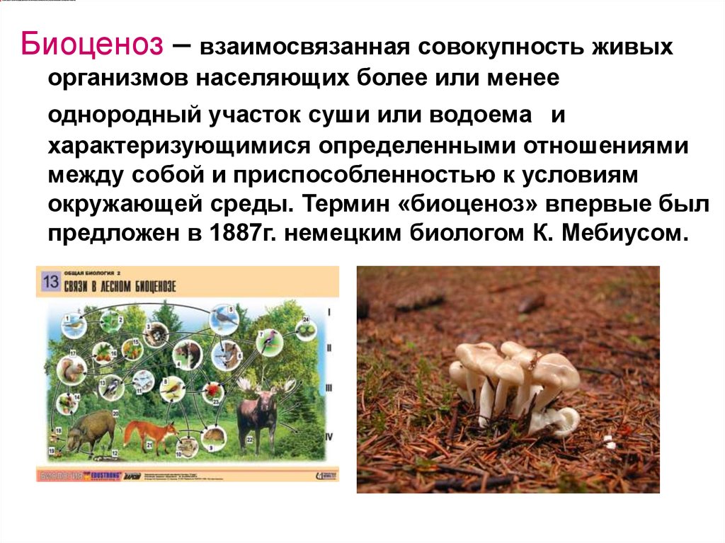 Признаки объединяющие грибы с животными