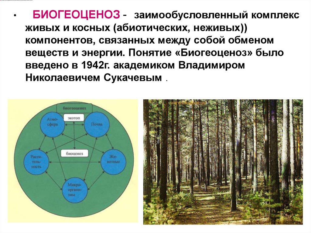 1 биоценозом называют. Биосфера биогеоценоз биоценоз. Биоценоз хвойного леса схема. Структура биоценоза экосистемы. Структурные элементы биоценоза.