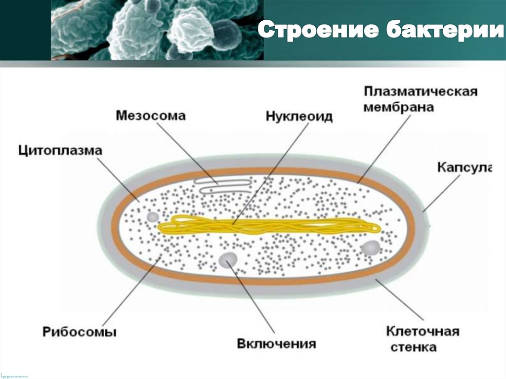 Цитоплазматическая мембрана мезосомы. Строение бактериальной клетки мезосомы. Мезосома бактериальной клетки строение. Строение бактерии мезосома. Мезосомы мембрана бактерий.