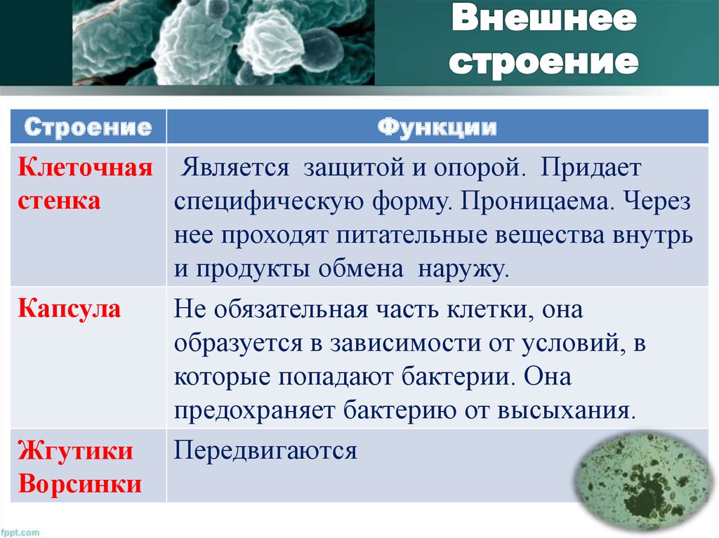 Какие функции выполняют бактерии в организме человека