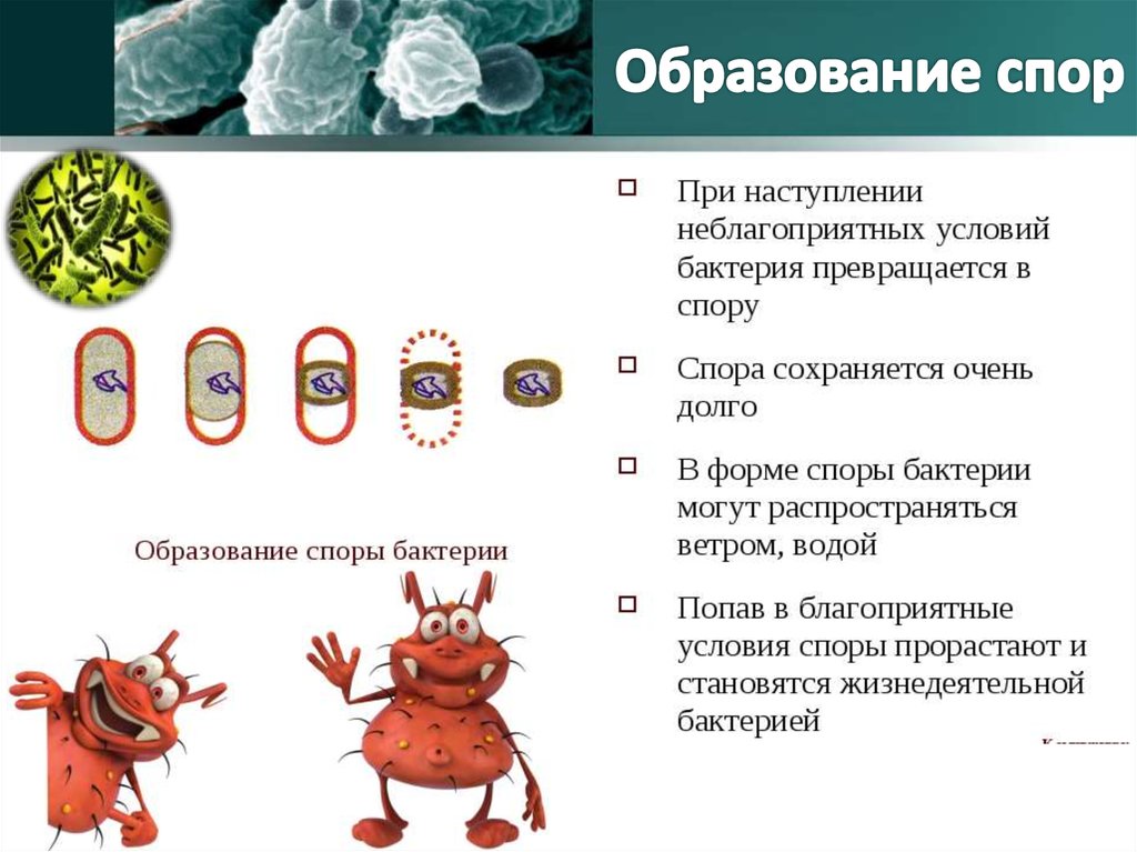 Споры бактерий 5 класс