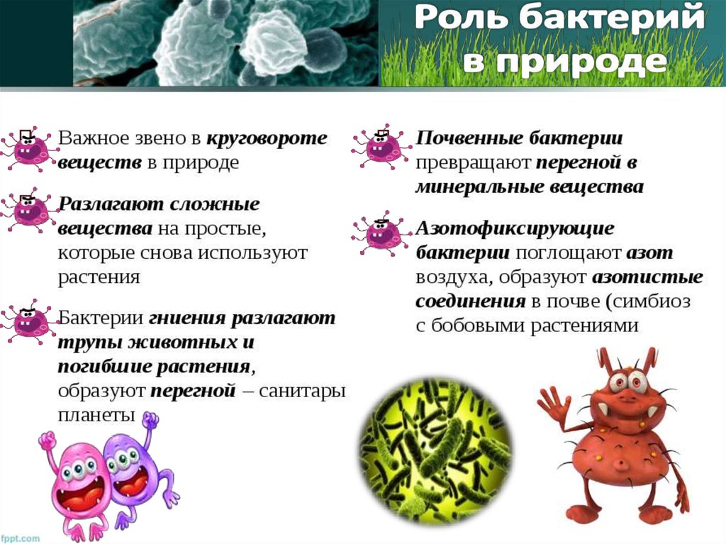 6 примеров бактерий