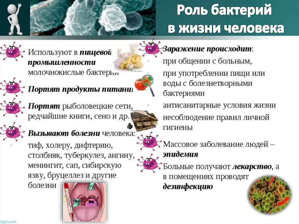 Какая положительная роль бактерий