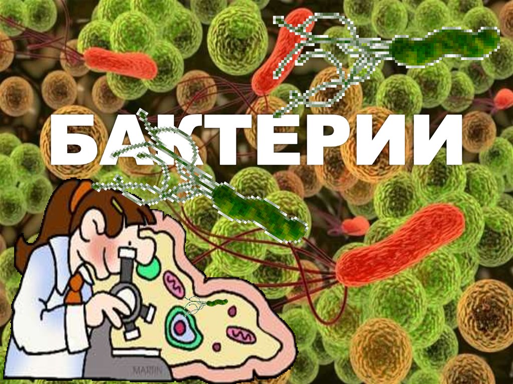 Царство бактерий водоросли. Царство бактерий. Квадратные бактерии. Хемосинтезирующие бактерии. Нитчатые бактерии.