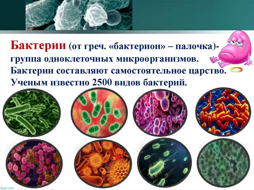 Бактерии примеры. Царство бактерий. Представители бактерий. Представители царства бактерий. Царство бактерии формы.