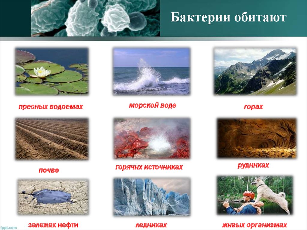 Распространение в природе. Среда обитания бактерий. Место обитания бактерий. Среды обитания бактерий схема. Местаъобитания бактерий.