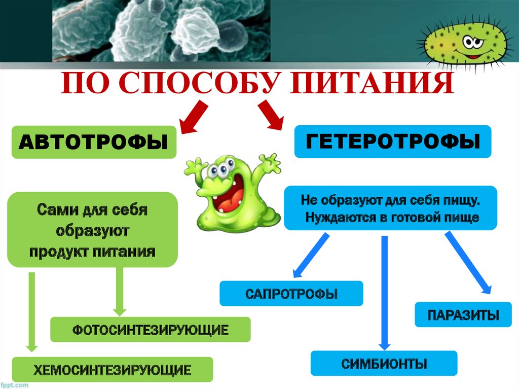 Автотрофные прокариоты. Схема питания бактерий 5 класс биология. Питание бактерий автотрофы и гетеротрофы. Питание клетки 5 класс автотрофы и гетеротрофы. Тип питания вирусов.
