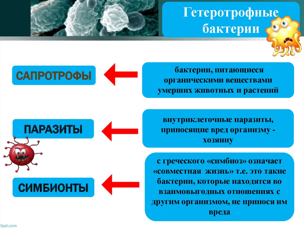 Сапротрофы роль в природе. Гетеротрофный Тип питания у бактерий. Бактерии сапротрофы и паразиты. Гетеротрофная паразитическая бактерия. Бактерии паразиты и симбионты.