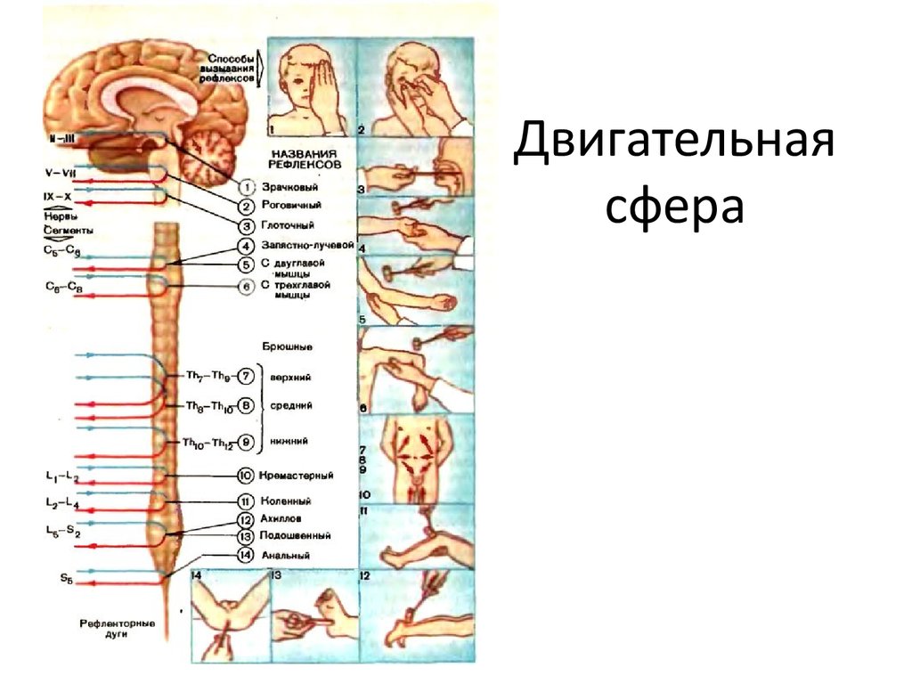 Двигательная сфера. Двигательная сфера человека. Исследование двигательной сферы в неврологии. Синдромы поражения двигательной сферы.