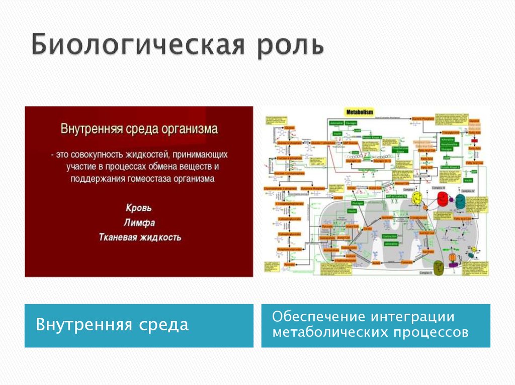 Внутренняя роль. Биологическая роль Бора. Биологическая роль Бора в организме. Интеграция метаболитических процессов. Биологическая роль Бора в клетке.