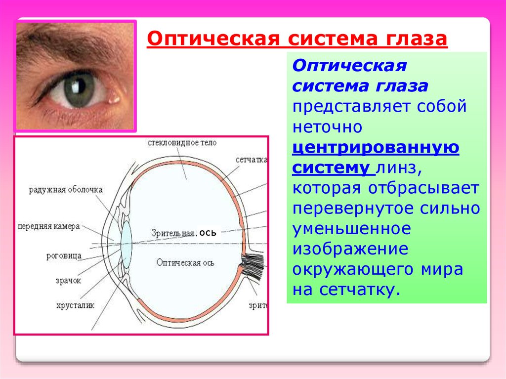 Перечислите оптические среды глаза. Зрительная ось глаза. Оптическая и Зрительная ось. Строение оптической системы глаза. Оптическая ось глаза.