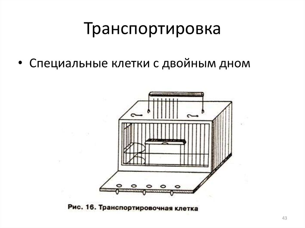 Специальные клетки