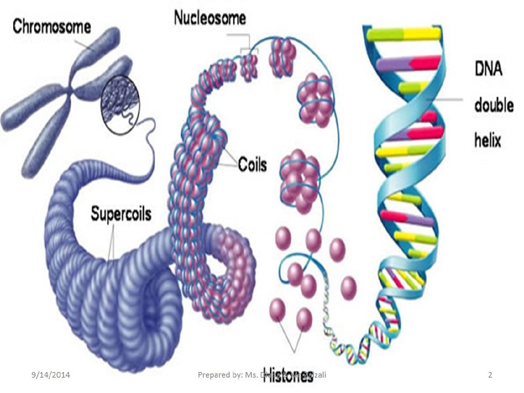 DNA Structure. Nitrogen bases. (Chapter 9.2) - презентация онлайн