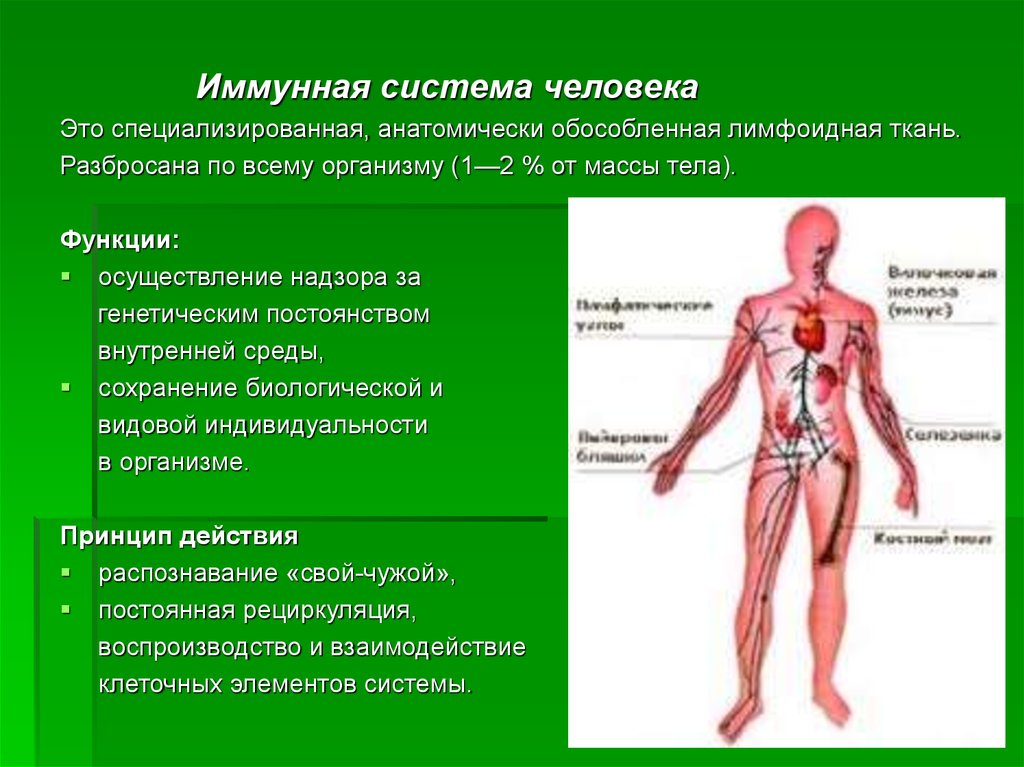 Взаимосвязь систем органов в организме человека