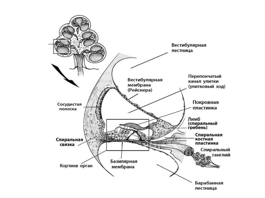 Схема строения спирального органа