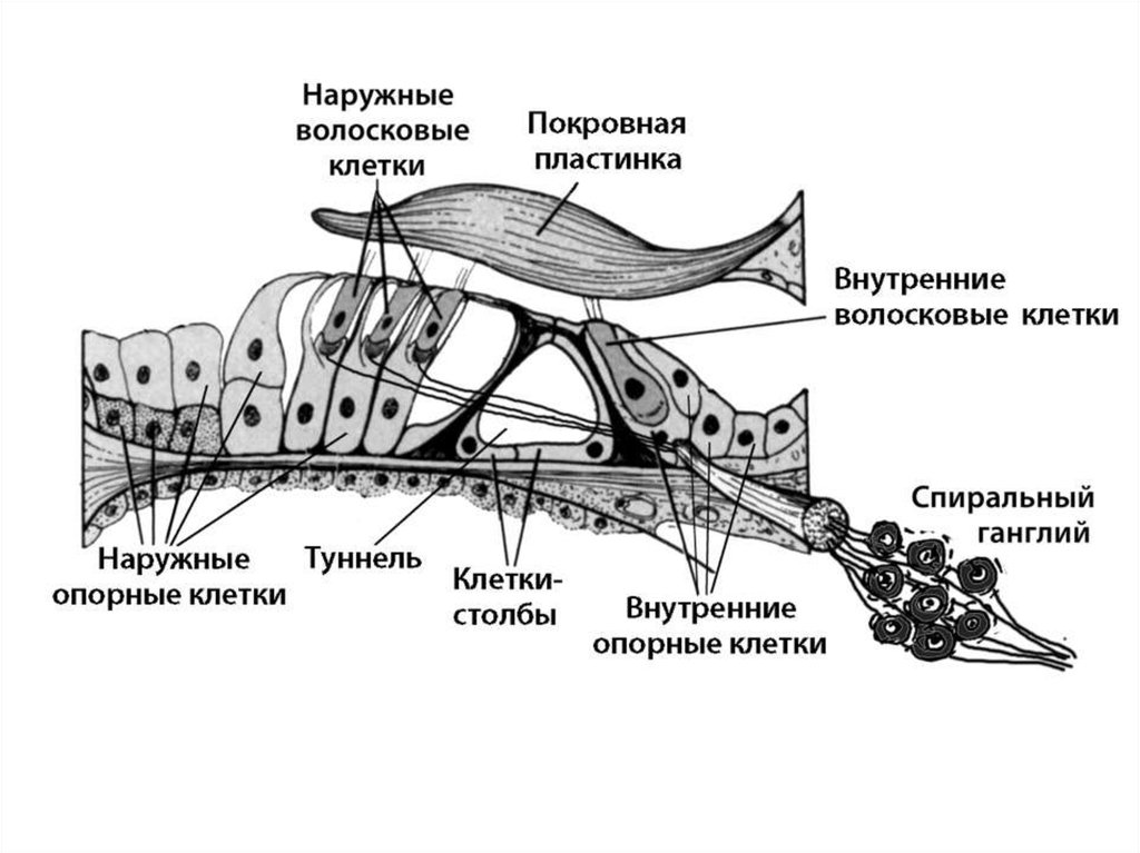 Что воспримут изображенные на рисунке рецепторные клетки вкус запах звук свет