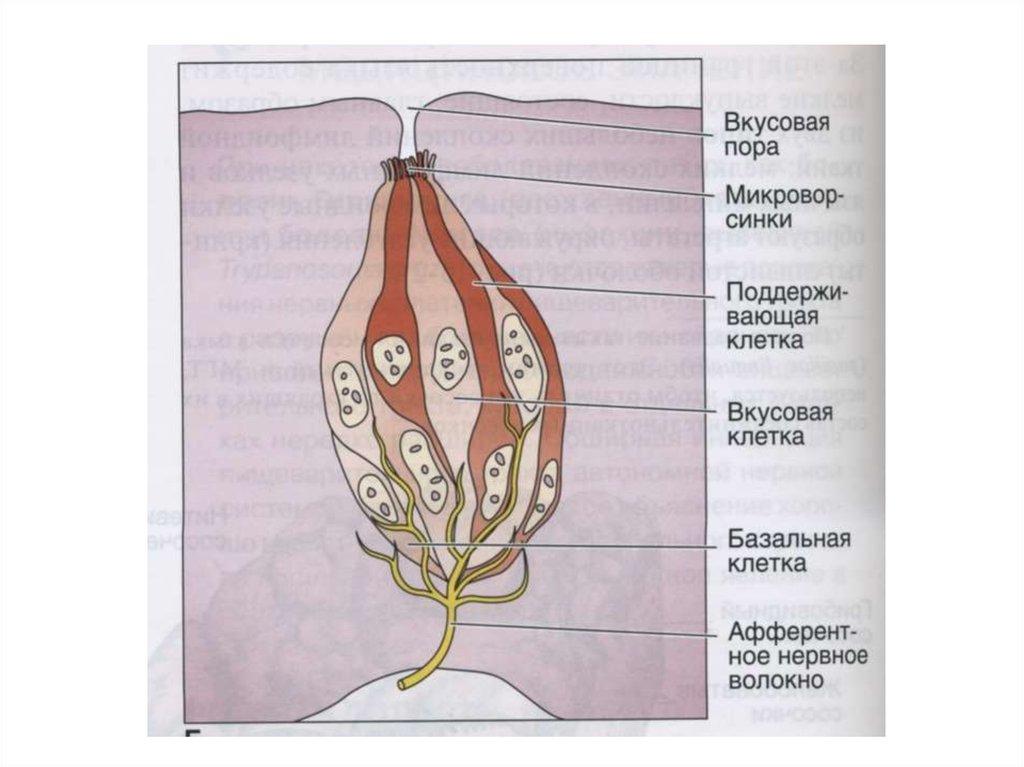Строение вкусовой почки рисунок