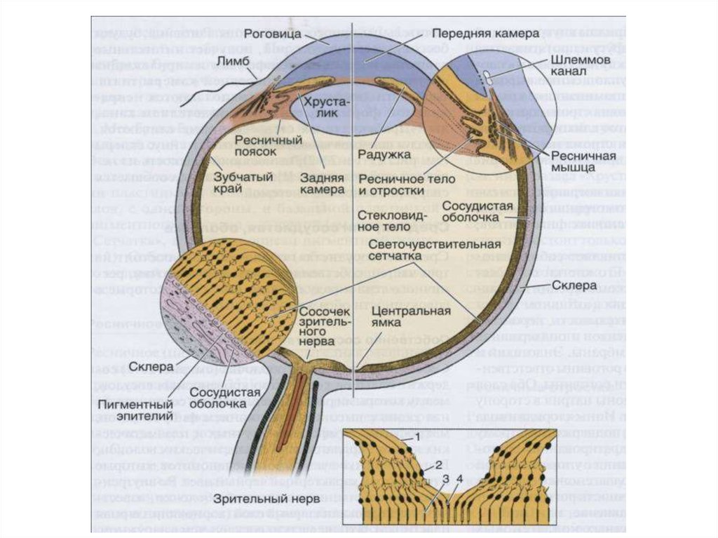 Содержит несколько слоев нейронов содержит роговицу защищает. Функциональные аппараты глазного яблока гистология. Радужная оболочка строение гистология. Сетчатая оболочка глазного яблока гистология. Строение органа зрения гистология.
