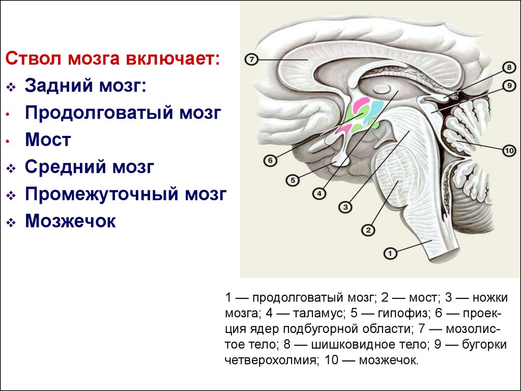 Ствол мозга образуют. Ствол головного мозга строение и функции. Отделы головного мозга составляющие ствол мозга. Продолговатый мозг,мост,средний мозг, мозжечок,промежуточный. Нижние отделы ствола мозга.